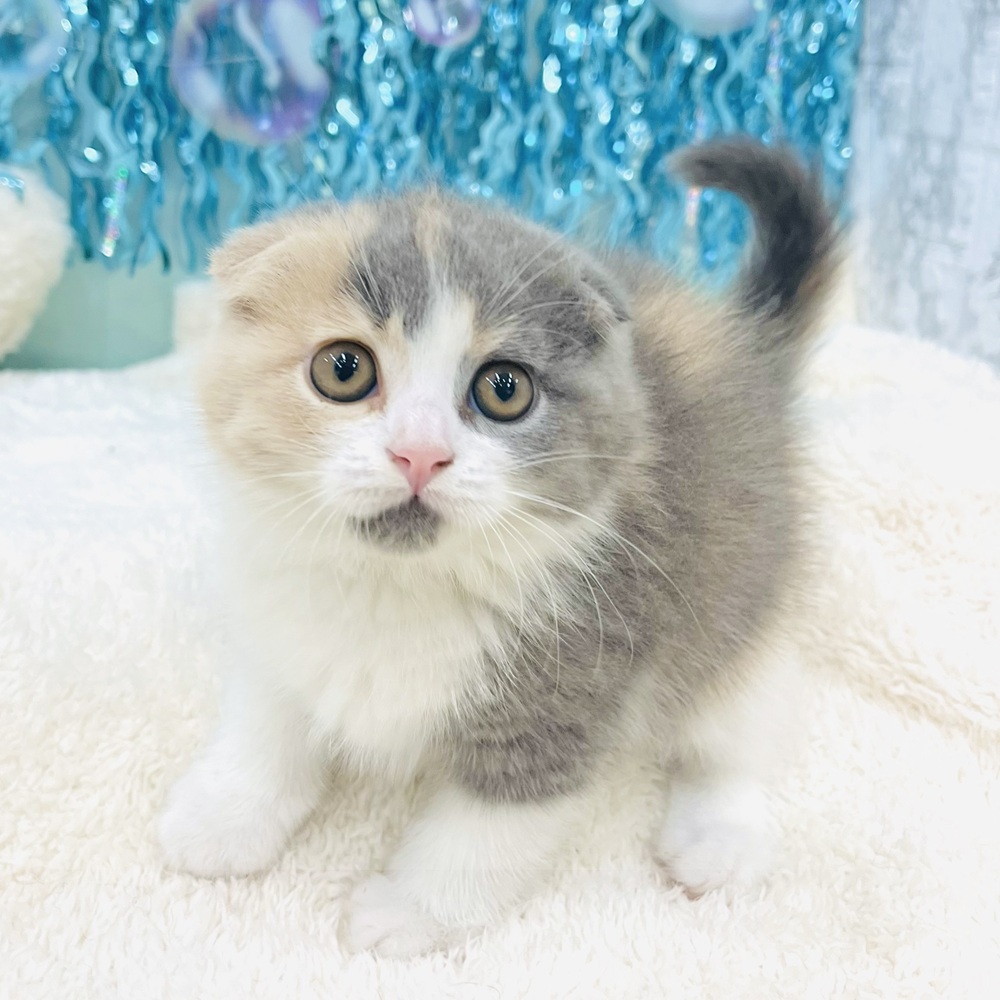 愛知県のスコティッシュフォールド (犬の家＆猫の里エアポートウォーク店/2025年6月6日生まれ/女の子/ブルーパッチドタビーホワイト)の子猫の3枚目の画像