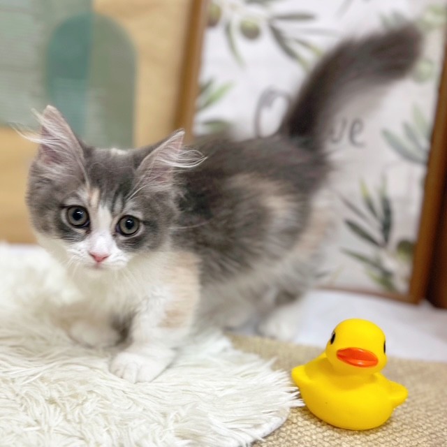 岡山県のマンチカン (犬の家＆猫の里倉敷中庄店/2025年6月4日生まれ/女の子/ブルーパッチドタビーホワイト)の子猫の3枚目の画像