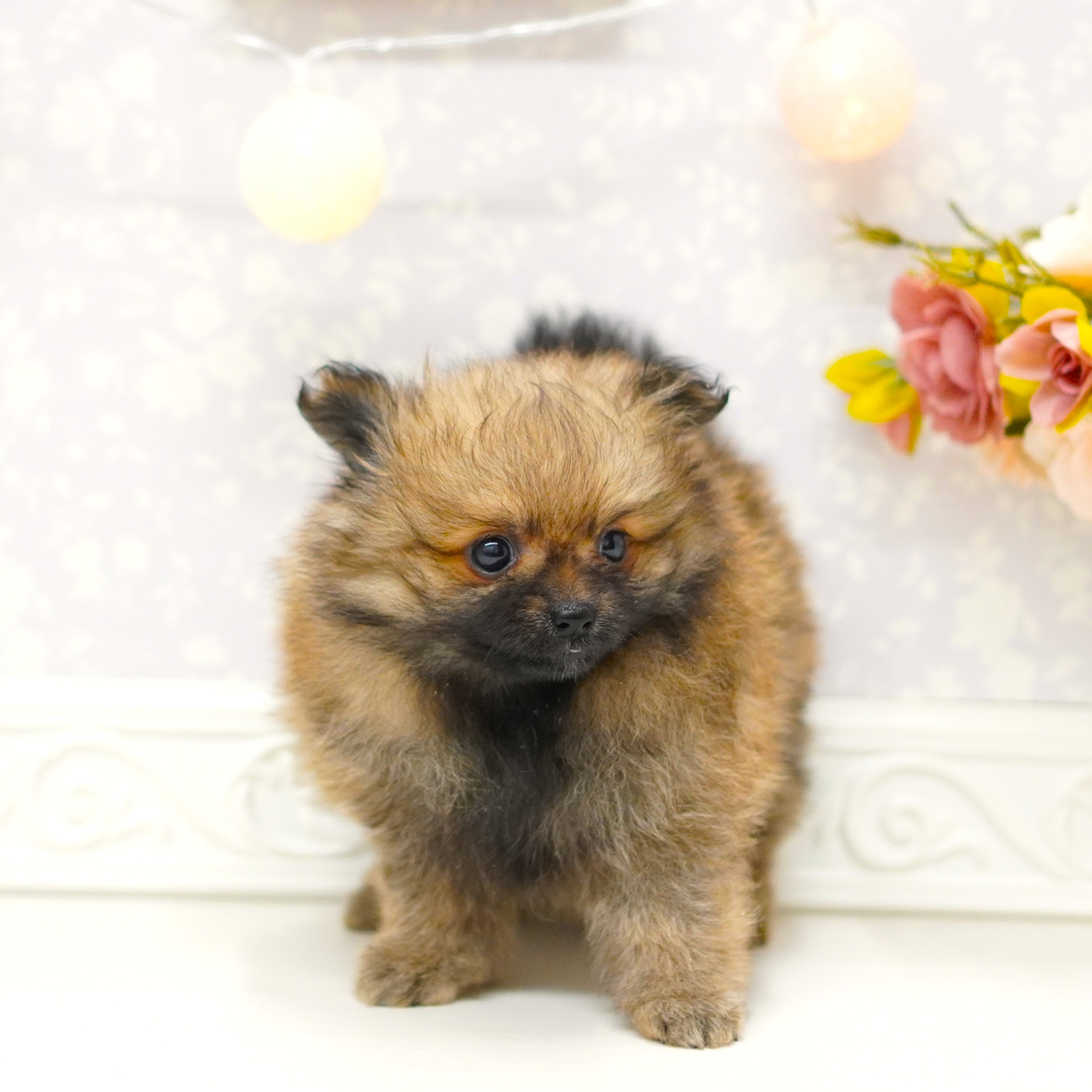 富山県のポメラニアン (犬の家＆猫の里アミーゴ山室店/2025年6月13日生まれ/女の子/オレンジ)の子犬の3枚目の画像