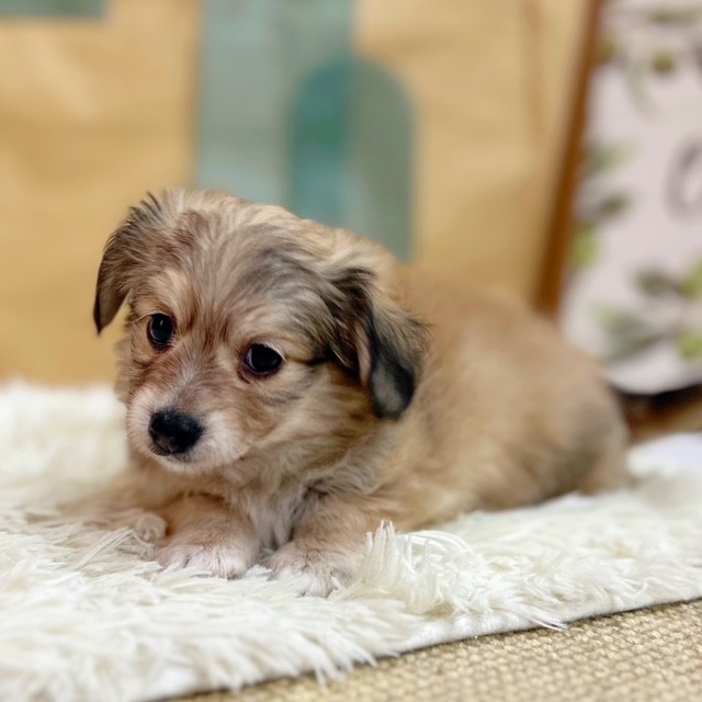 岡山県のチワックス(チワワ×ダックス) (犬の家＆猫の里倉敷中庄店/2025年6月13日生まれ/男の子/シェーデットイエロー)の子犬の3枚目の画像