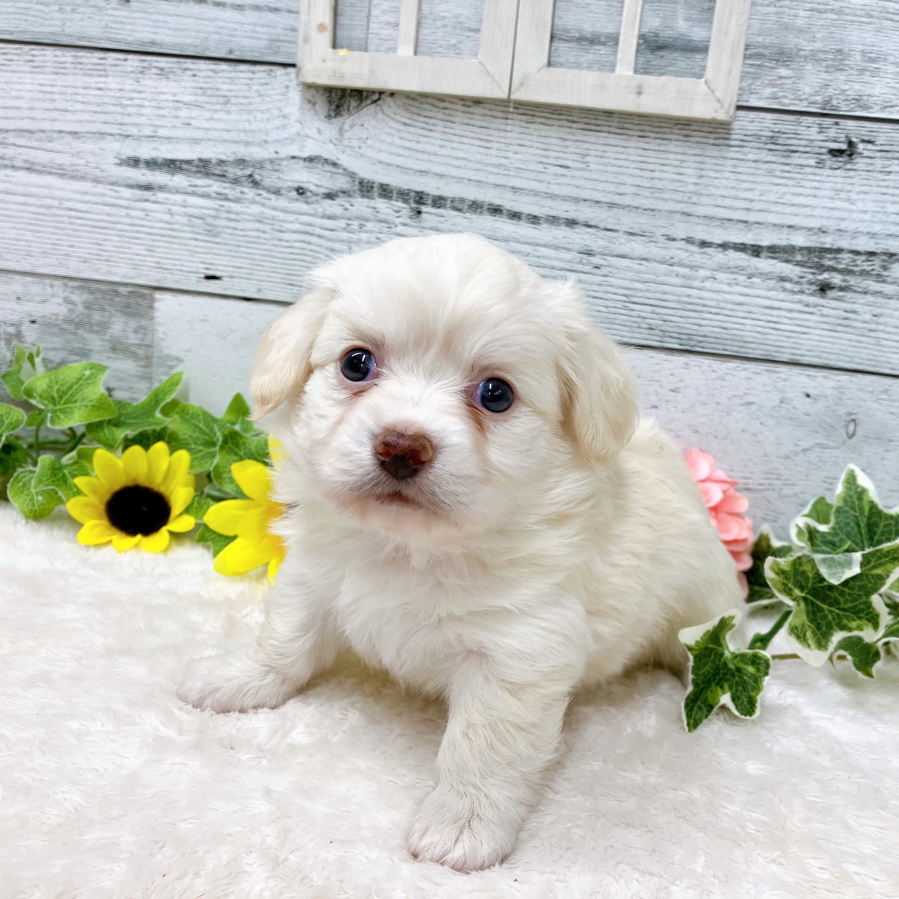 石川県のチワックス(チワワ×ダックス) (犬の家＆猫の里アミーゴ金沢おこばた店/2025年6月13日生まれ/女の子/クリーム)の子犬の3枚目の画像