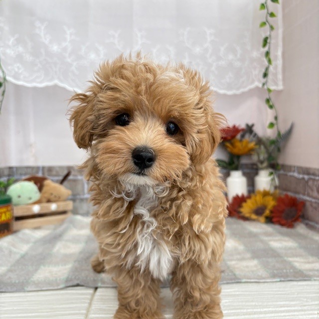 愛知県のマルプー(マルチーズ×プードル) (犬の家＆猫の里碧南店/2025年6月10日生まれ/男の子/アプリコットホワイト)の子犬の3枚目の画像