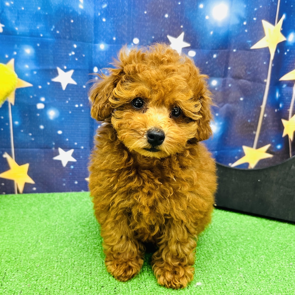 愛知県のトイプードル(トイ) (犬の家＆猫の里名古屋天白店/2025年6月12日生まれ/女の子/レッドフォーン)の子犬の3枚目の画像