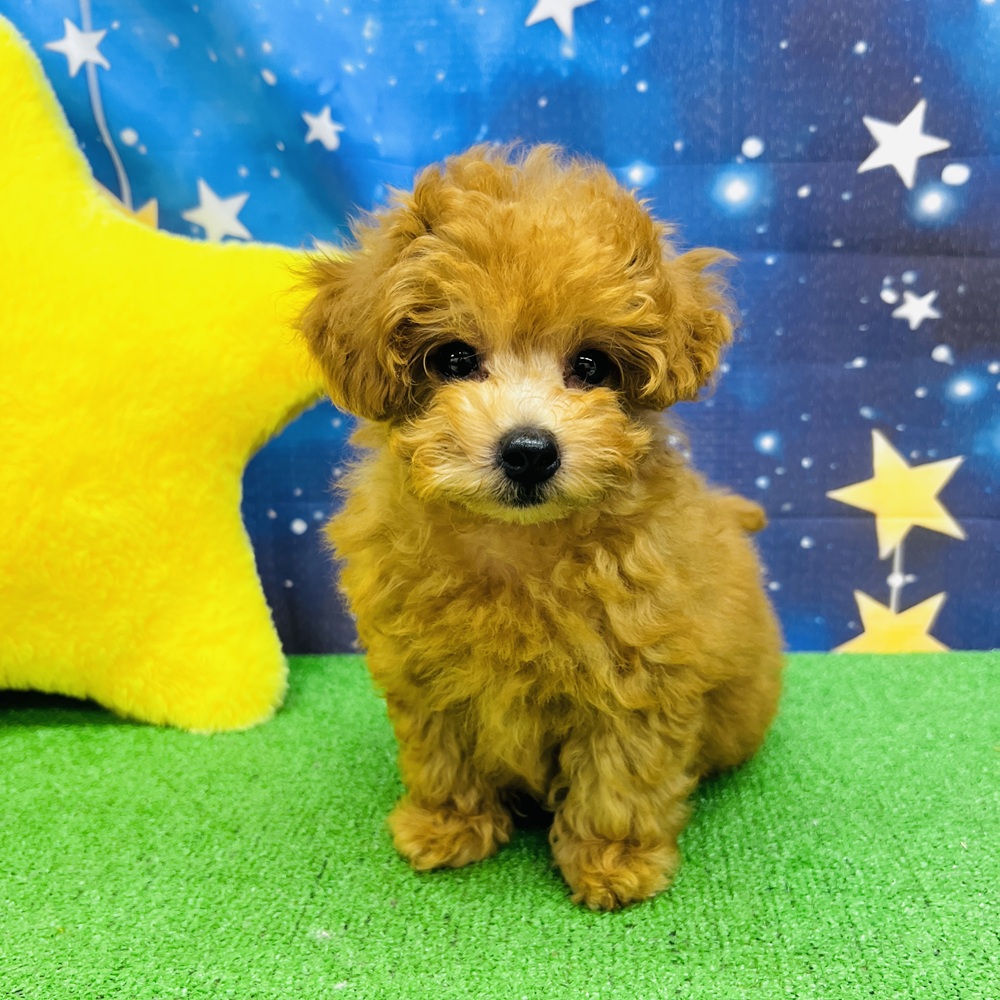 愛知県のトイプードル(トイ) (犬の家＆猫の里名古屋天白店/2025年6月12日生まれ/男の子/オレンジフォーン)の子犬の3枚目の画像