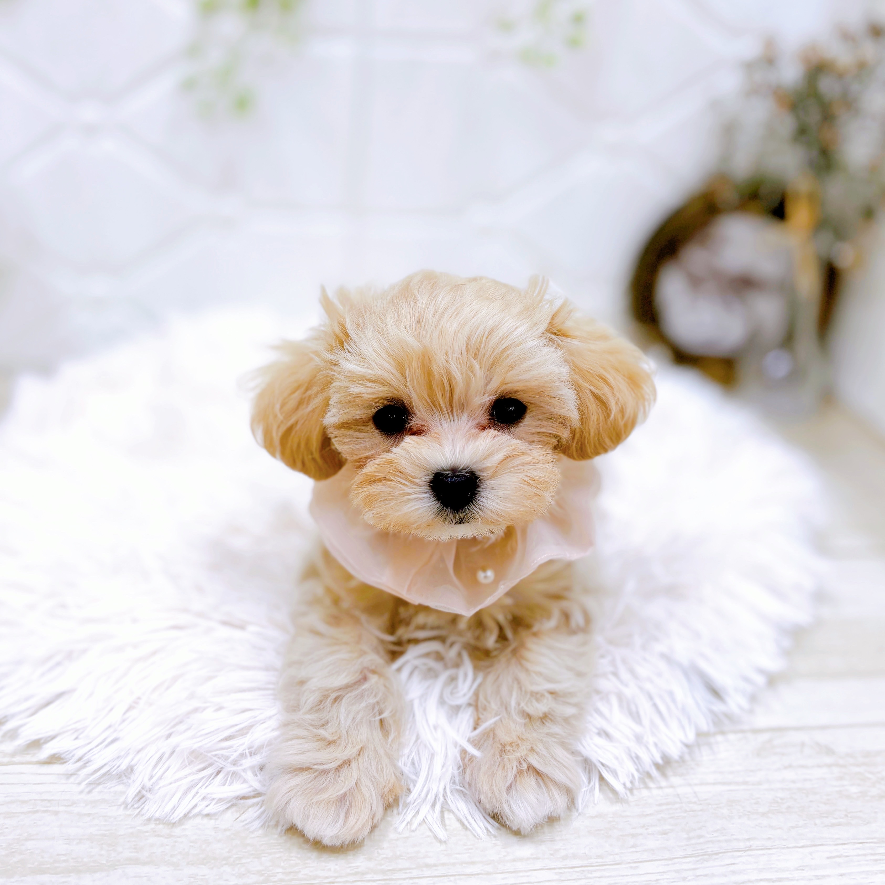 福井県のマルプー(マルチーズ×プードル) (犬の家＆猫の里アミーゴ福井店/2025年6月14日生まれ/女の子/クリームホワイト)の子犬の3枚目の画像
