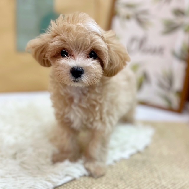 岡山県のマルプー(マルチーズ×プードル) (犬の家＆猫の里倉敷中庄店/2025年6月14日生まれ/男の子/クリームホワイト)の子犬の1枚目の画像