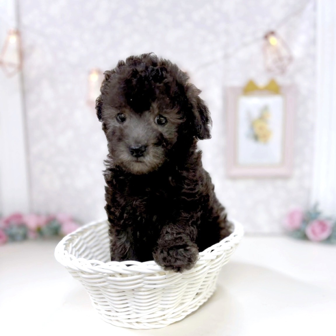富山県のトイプードル(トイ) (犬の家＆猫の里アミーゴ高岡蓮花寺店/2025年8月5日生まれ/男の子/シルバー)の子犬の3枚目の画像