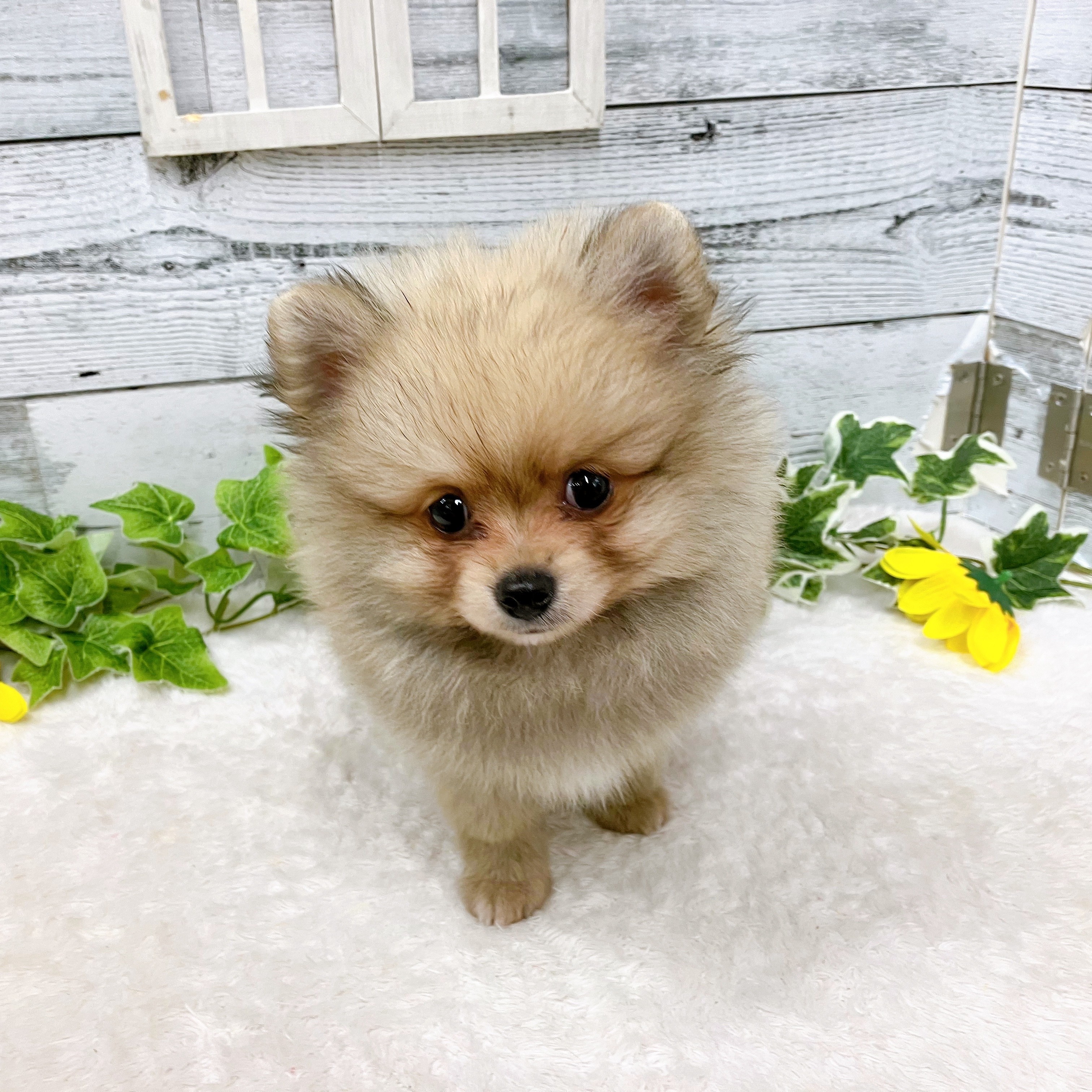 石川県のポメチワ/チワポメ/ポメチー(ポメラニアン×チワワ) (犬の家＆猫の里アミーゴ金沢おこばた店/2025年6月15日生まれ/男の子/フォーン)の子犬の3枚目の画像