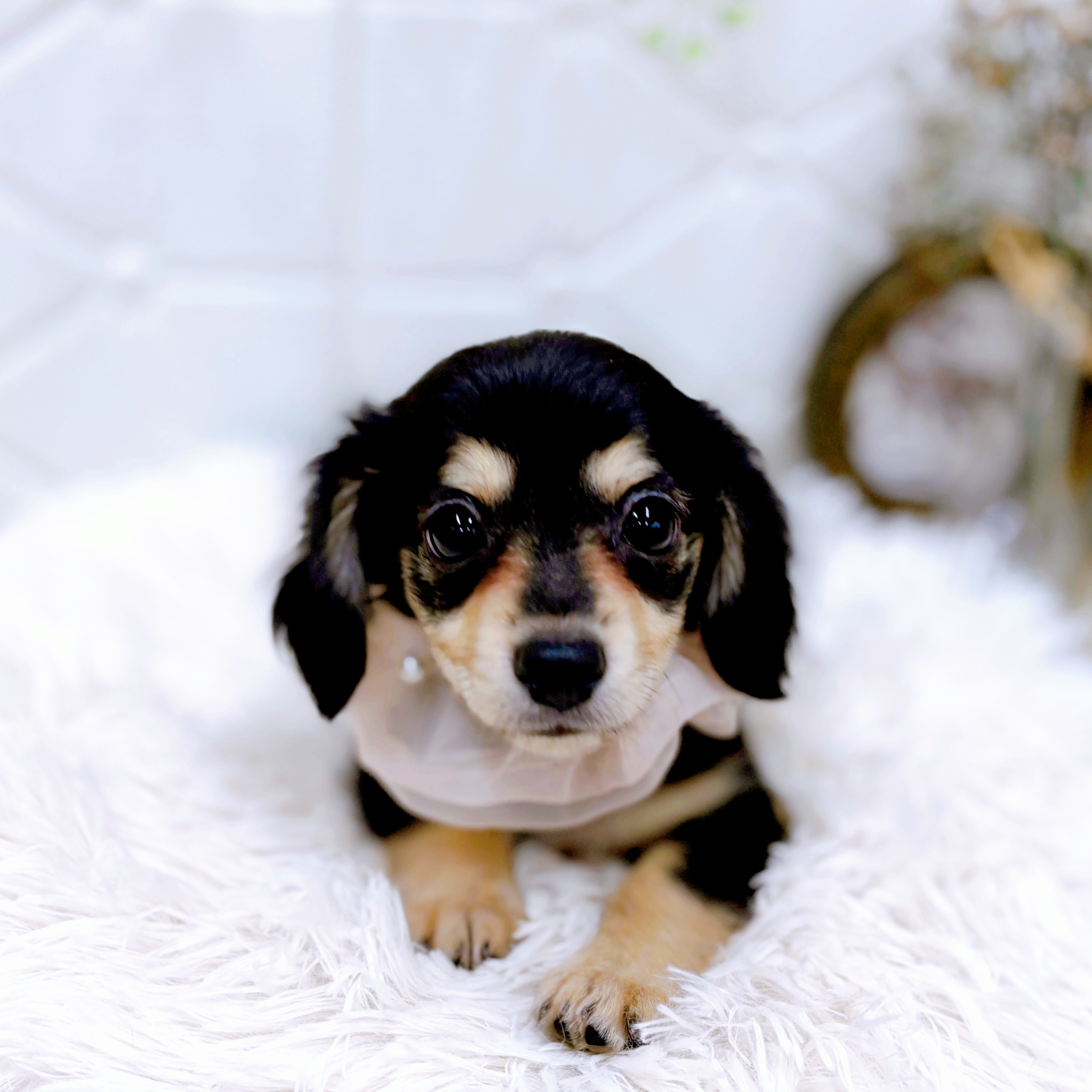 福井県のチワックス(チワワ×ダックス) (犬の家＆猫の里アミーゴ福井店/2025年6月15日生まれ/女の子/ブラッククリーム)の子犬の3枚目の画像