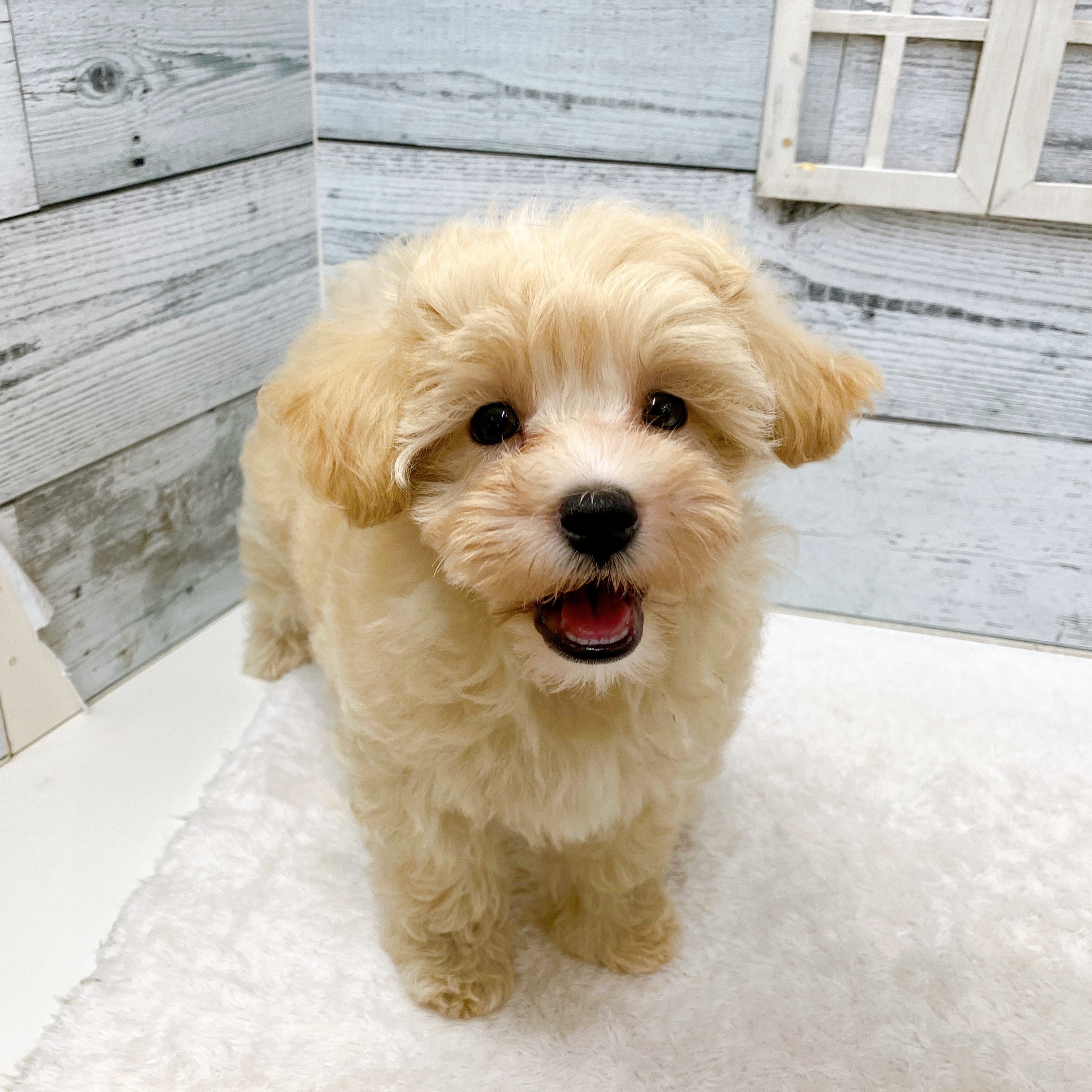 石川県のマルプー(マルチーズ×プードル) (犬の家＆猫の里アミーゴ金沢おこばた店/2025年6月15日生まれ/女の子/クリームホワイト)の子犬の3枚目の画像