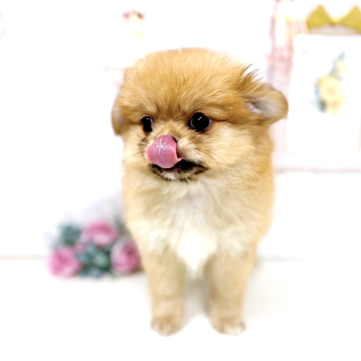 富山県のポメチワ/チワポメ/ポメチー(ポメラニアン×チワワ) (犬の家＆猫の里アミーゴ高岡蓮花寺店/2025年6月13日生まれ/女の子/オレンジ)の子犬の3枚目の画像