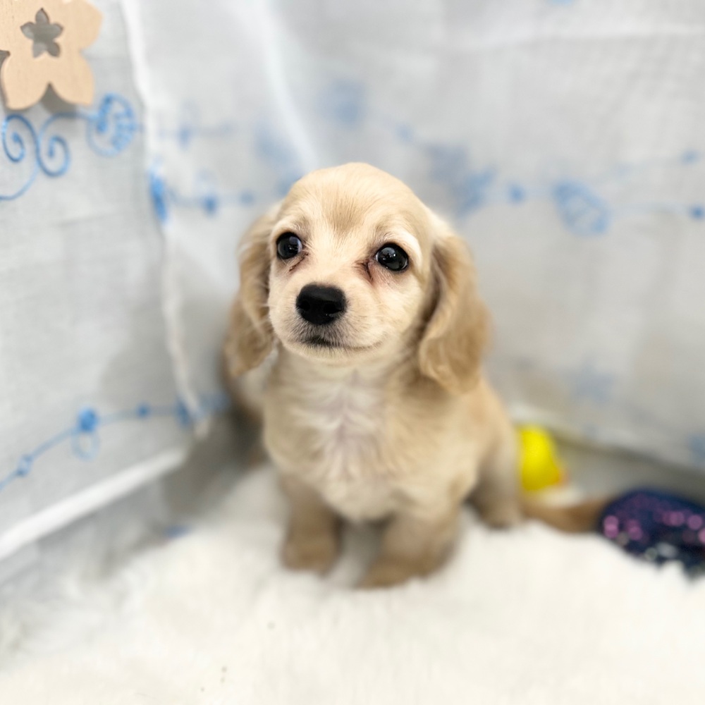 静岡県のチワックス(チワワ×ダックス) (犬の家＆猫の里MEGAドン・キホーテ袋井店/2025年6月15日生まれ/男の子/クリーム)の子犬の1枚目の画像