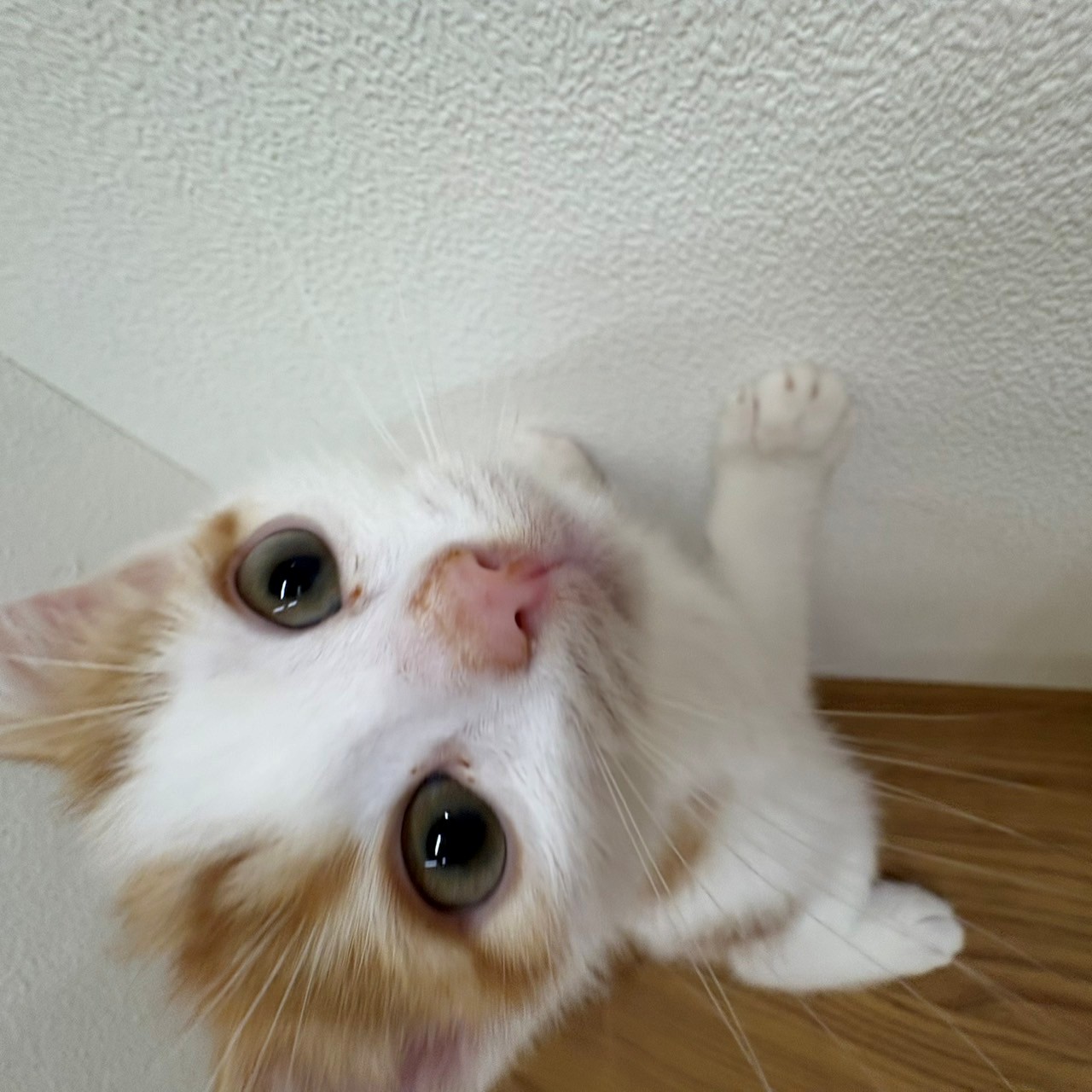 福岡県のスコティッシュフォールド (犬の家＆猫の里トリアス久山店/2025年6月10日生まれ/男の子/レッドタビーホワイト)の子猫の3枚目の画像