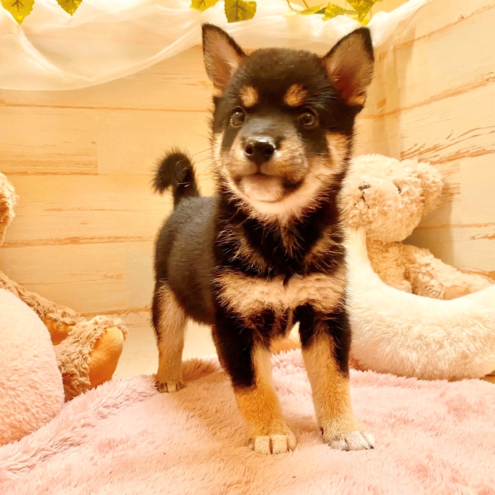兵庫県の豆柴 (犬の家＆猫の里神戸店/2025年6月14日生まれ/女の子/黒)の子犬の3枚目の画像