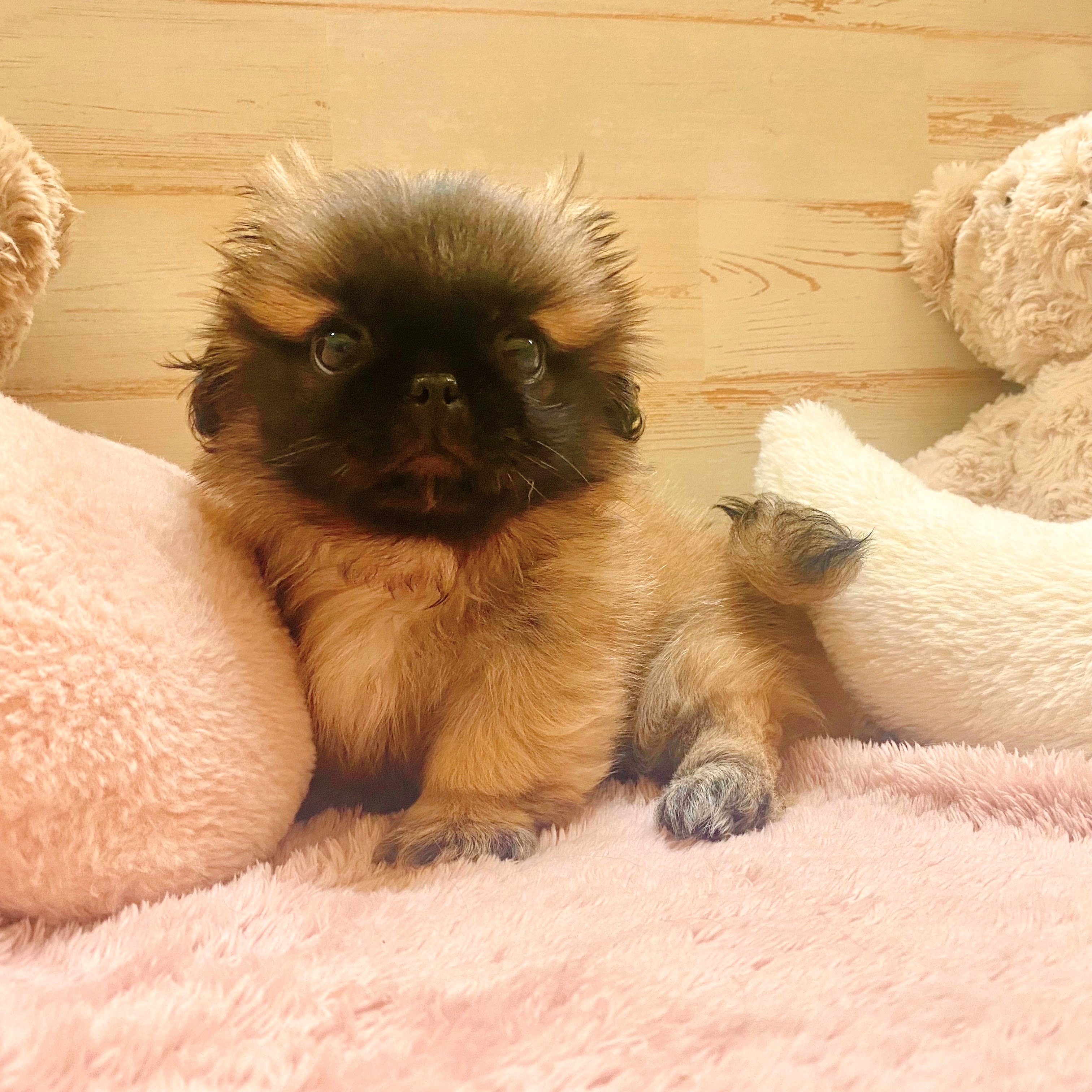 兵庫県のペキニーズ (犬の家＆猫の里神戸店/2025年6月15日生まれ/男の子/フォーン)の子犬の3枚目の画像