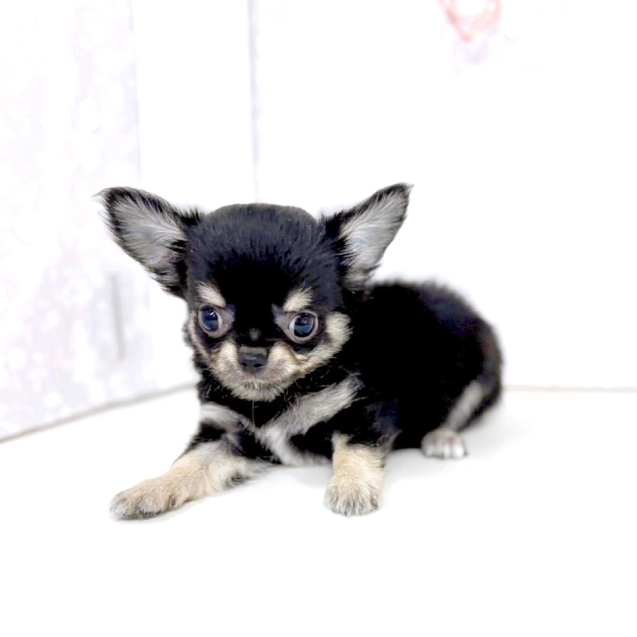 富山県のチワワ(ロング) (犬の家＆猫の里アミーゴ高岡蓮花寺店/2025年6月13日生まれ/男の子/ブラックタンホワイト)の子犬の3枚目の画像