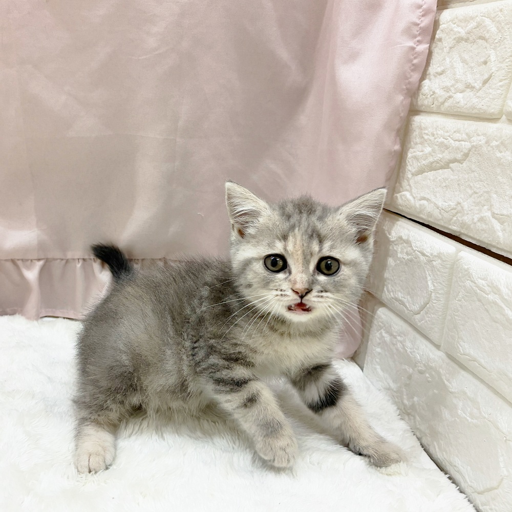 愛知県のスコティッシュフォールド (犬の家＆猫の里アミーゴ神の倉店/2025年6月6日生まれ/女の子/ブルータビーホワイト)の子猫の3枚目の画像