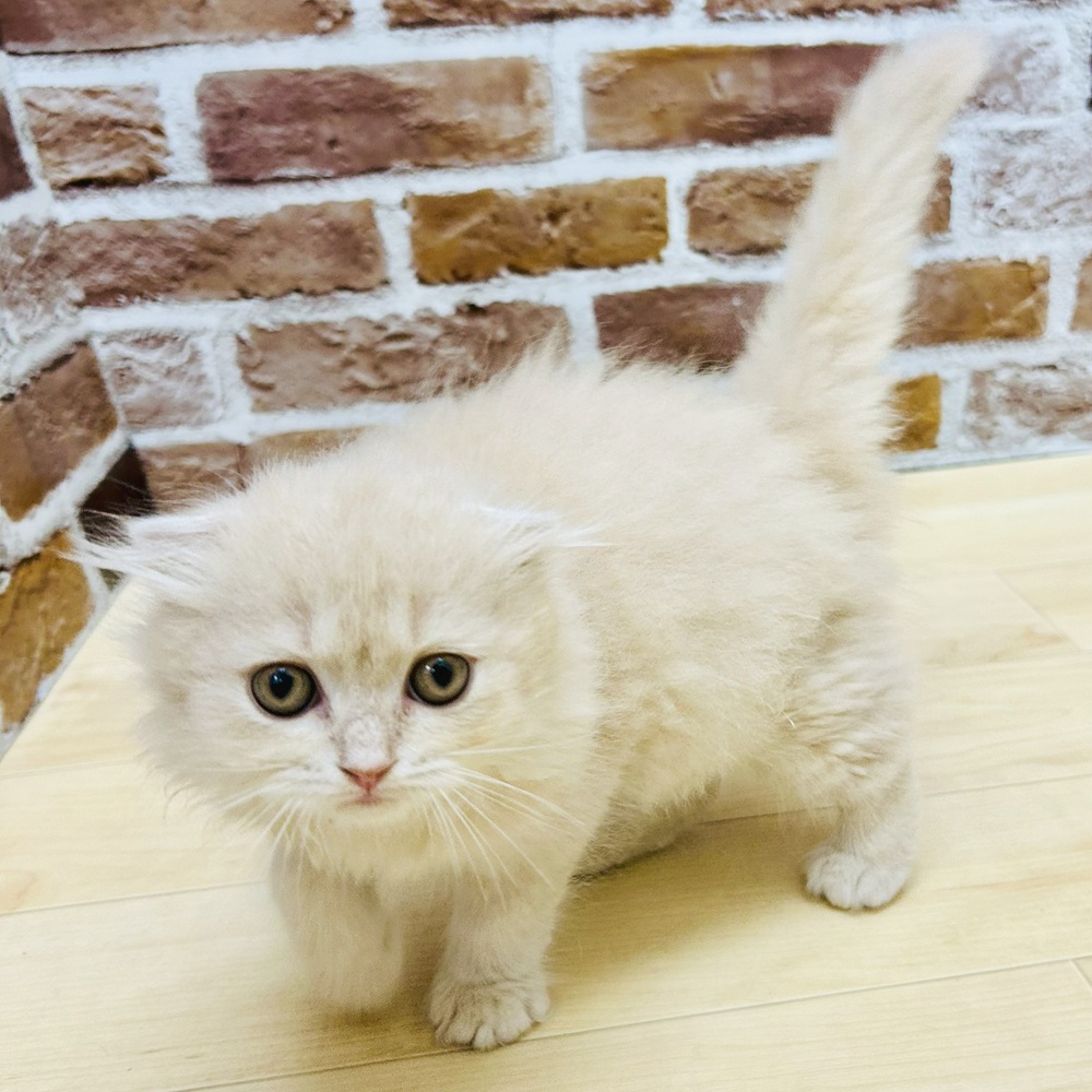 愛知県のスコティッシュフォールド (犬の家＆猫の里七宝店/2025年6月6日生まれ/女の子/クリームタビーホワイト)の子猫の3枚目の画像