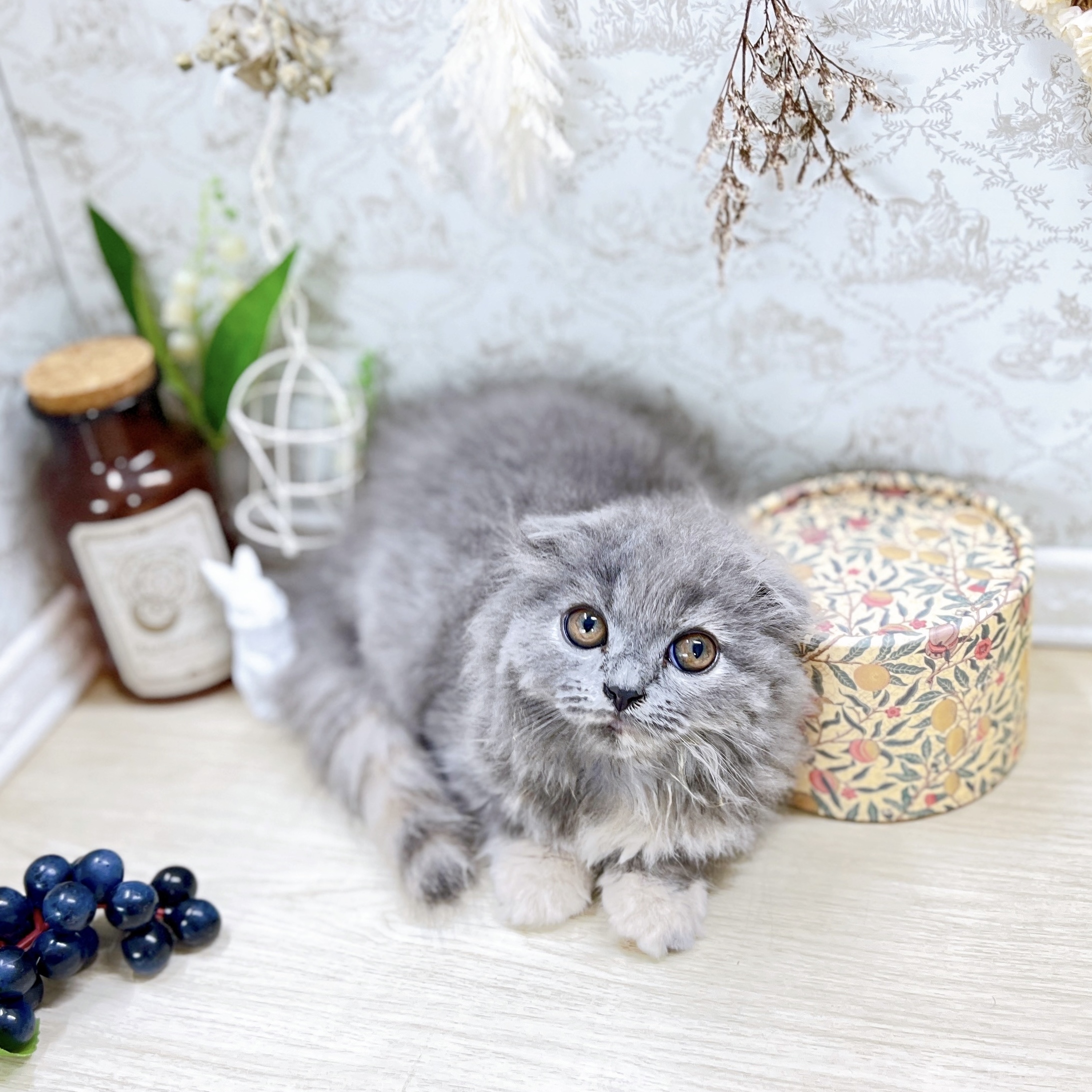 福井県のスコティッシュフォールド (犬の家＆猫の里アミーゴ福井大和田店/2025年6月7日生まれ/女の子/ブルーホワイト)の子猫の3枚目の画像