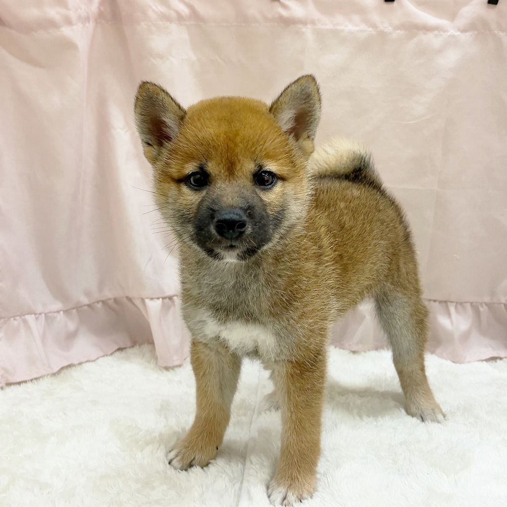 愛知県の柴犬(標準サイズ) (犬の家＆猫の里アミーゴ神の倉店/2025年6月15日生まれ/女の子/赤)の子犬の3枚目の画像