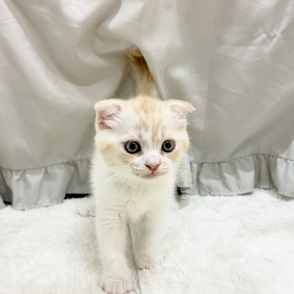 愛知県のスコティッシュフォールド (犬の家＆猫の里アミーゴ神の倉店/2025年6月14日生まれ/男の子/クリームタビーホワイト)の子猫の3枚目の画像
