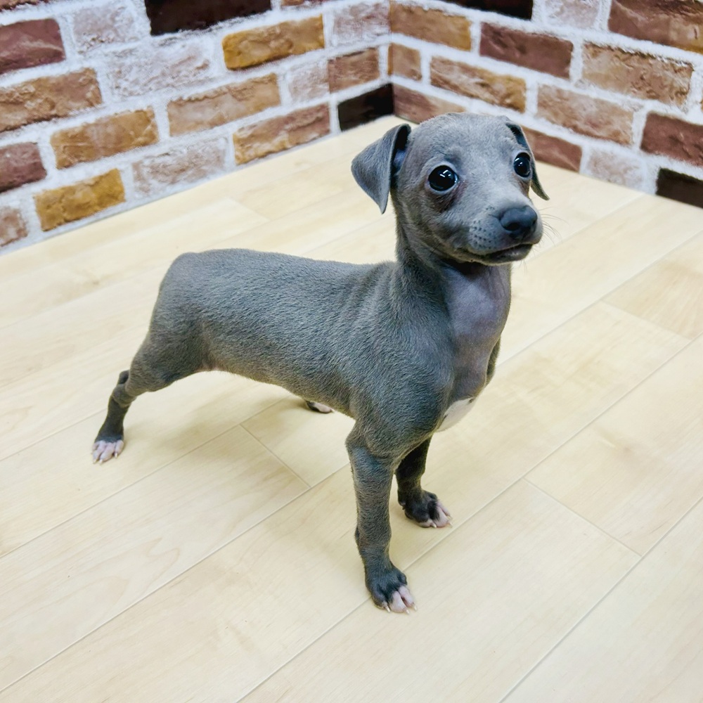 愛知県のイタリアングレーハウンド (犬の家＆猫の里七宝店/2025年6月15日生まれ/女の子/ブルー)の子犬の3枚目の画像