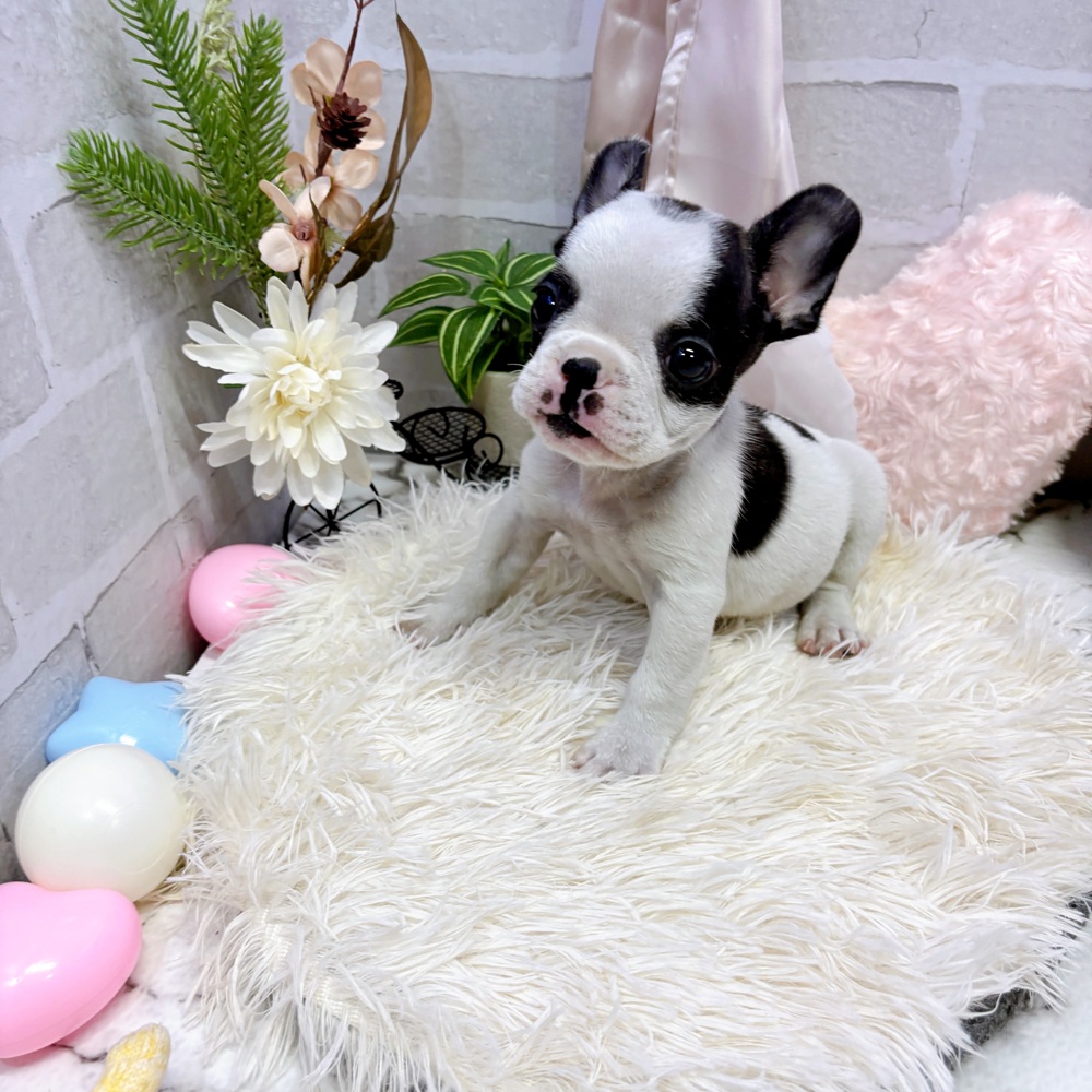 愛知県のフレンチブルドッグ (犬の家＆猫の里岡崎店/2025年6月14日生まれ/男の子/パイド)の子犬の3枚目の画像