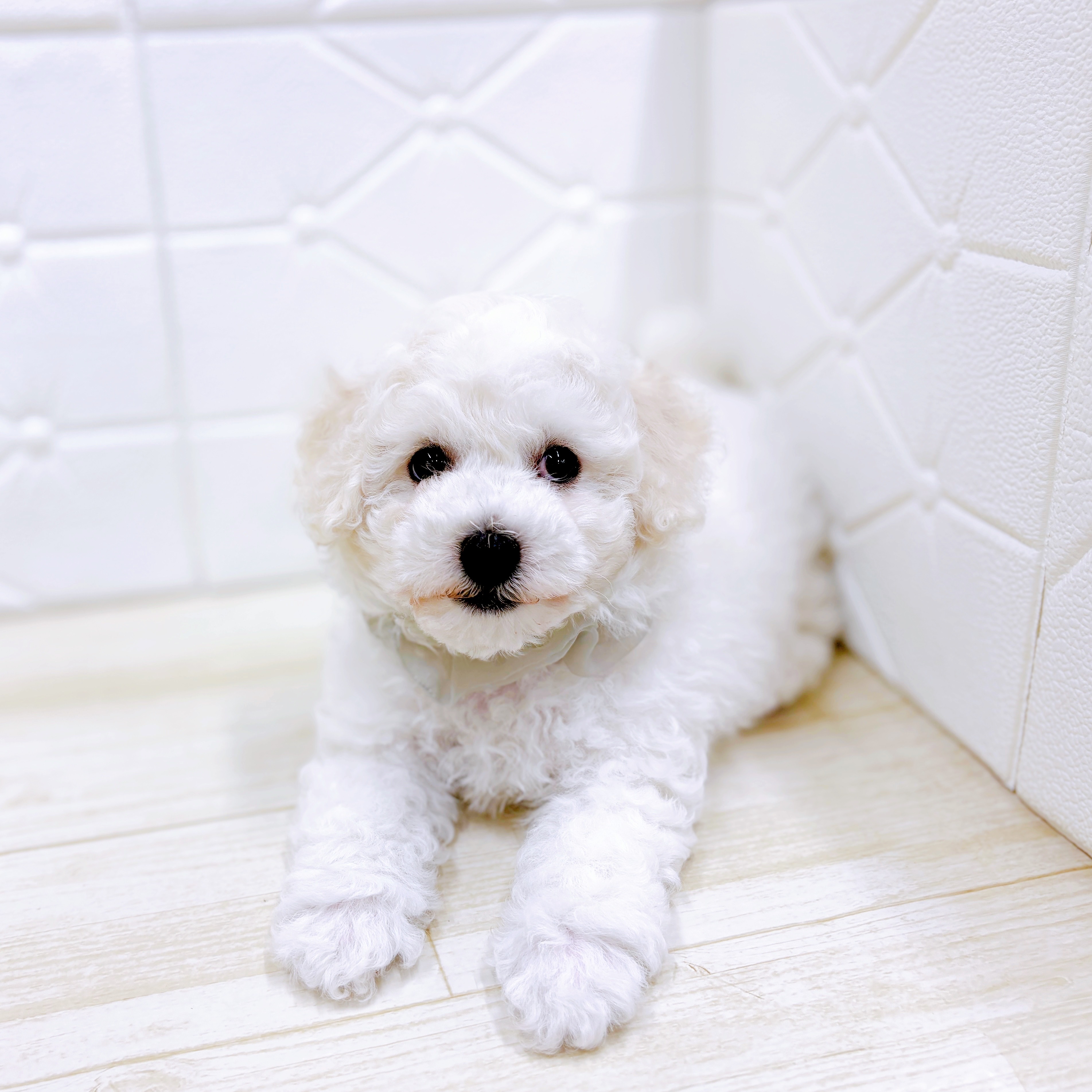 福井県のビションフリーゼ (犬の家＆猫の里アミーゴ福井店/2025年6月13日生まれ/男の子/ホワイト)の子犬の3枚目の画像