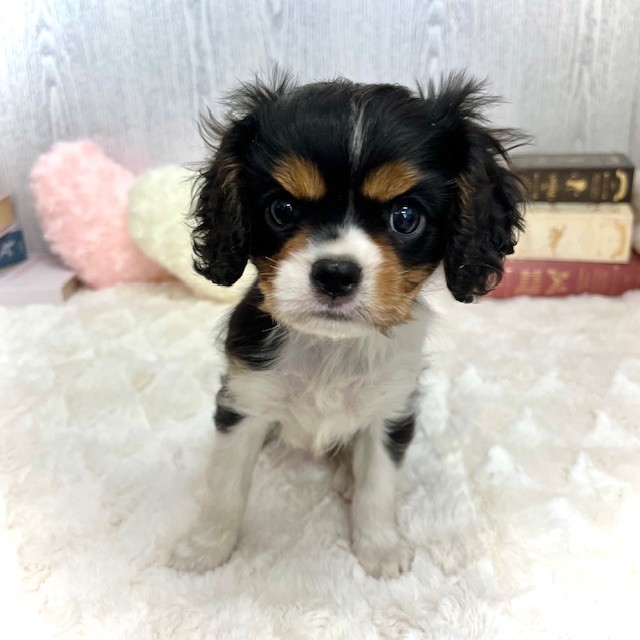 神奈川県のキャバリアキングチャールズスパニエル (犬の家＆猫の里相模原店/2025年6月14日生まれ/男の子/トライカラー)の子犬の3枚目の画像