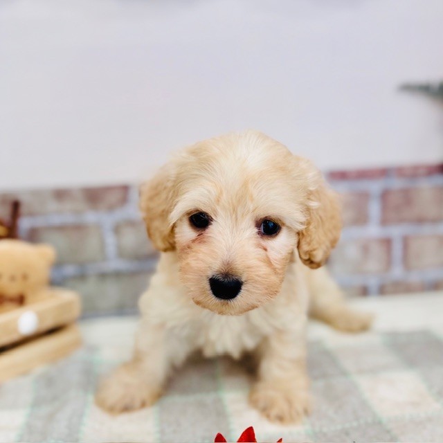 愛知県のハーフ犬・ミックス犬 (犬の家＆猫の里碧南店/2025年6月8日生まれ/男の子/クリーム)の子犬の3枚目の画像