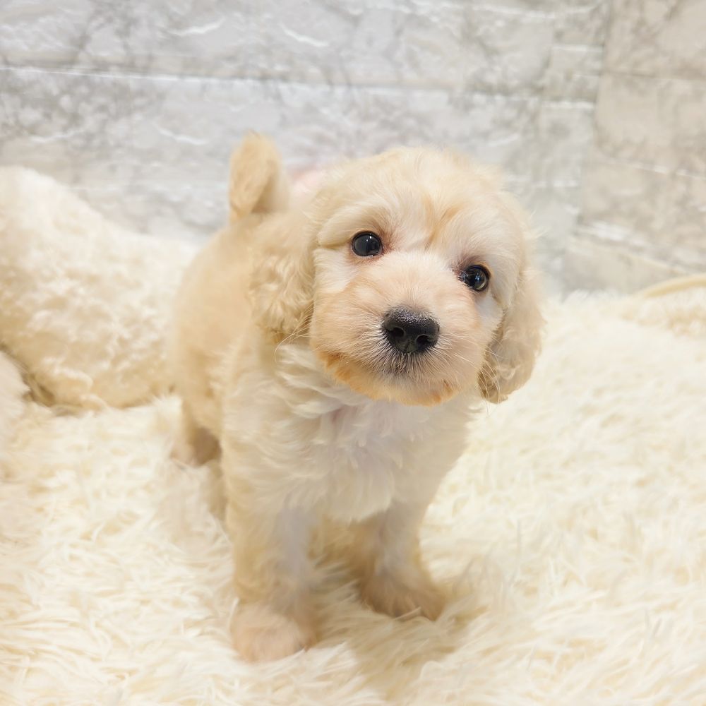 愛知県のハーフ犬・ミックス犬 (犬の家＆猫の里MiO香久山店/2025年6月8日生まれ/男の子/クリーム)の子犬の3枚目の画像