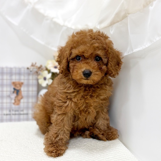 岐阜県のトイプードル(トイ) (犬の家＆猫の里カラフルタウン岐阜店/2025年6月11日生まれ/男の子/レッド)の子犬の3枚目の画像