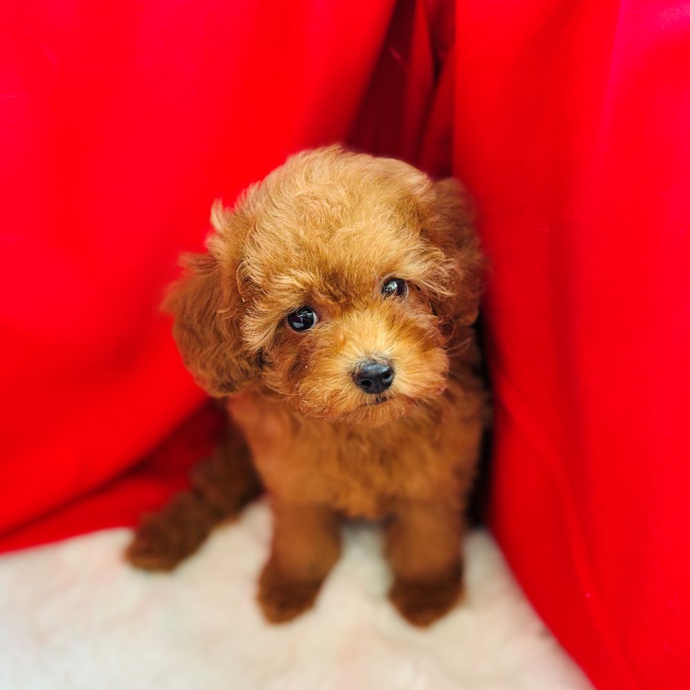 愛知県のトイプードル(トイ) (犬の家＆猫の里愛知刈谷店/2025年6月11日生まれ/女の子/レッド)の子犬の3枚目の画像