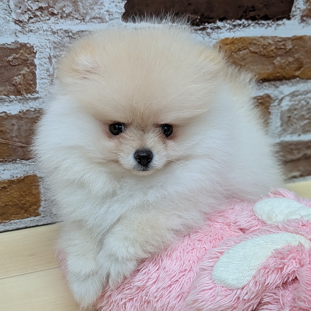 愛知県のポメラニアン (犬の家＆猫の里七宝店/2025年6月3日生まれ/女の子/クリーム)の子犬の3枚目の画像