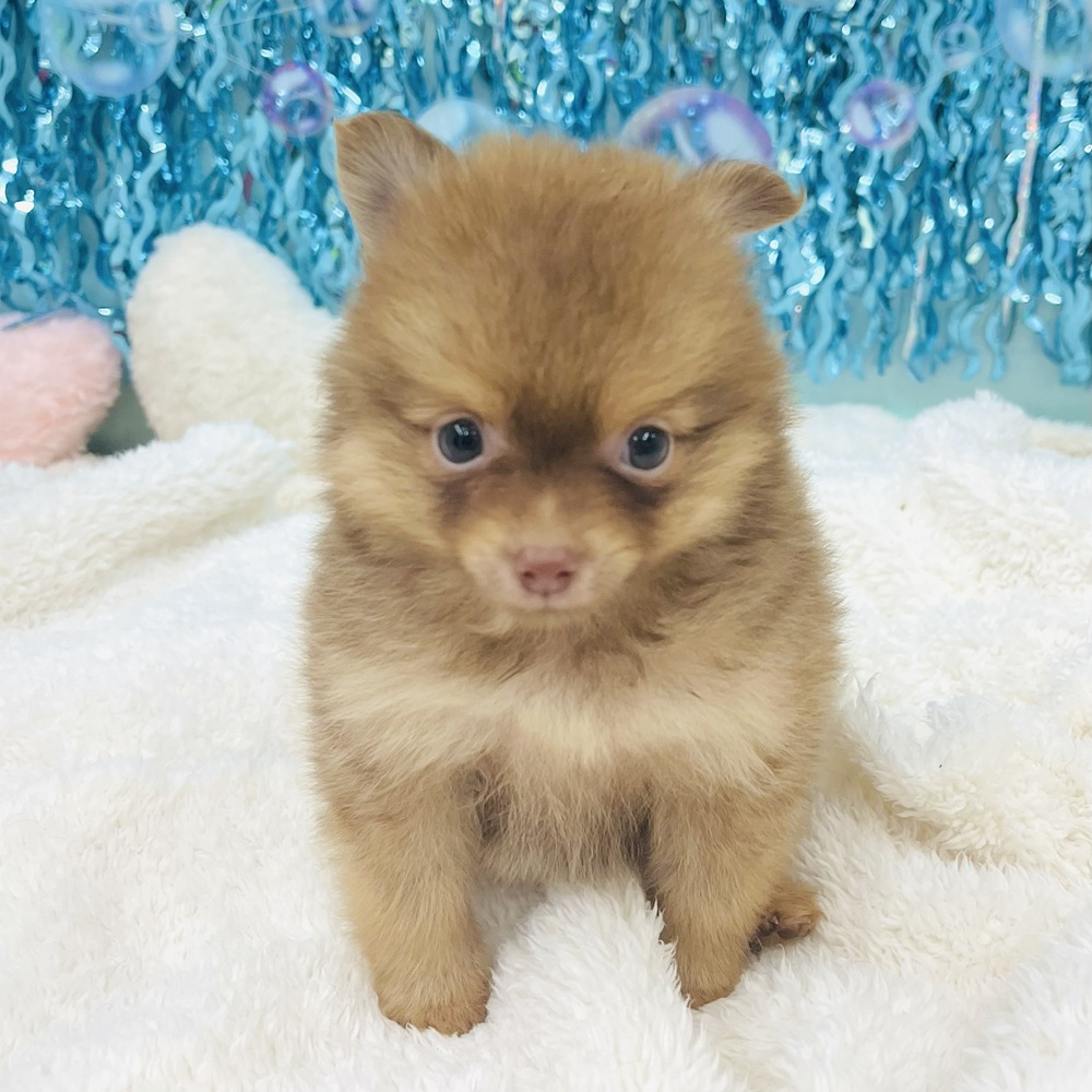 愛知県のポメラニアン (犬の家＆猫の里エアポートウォーク店/2025年6月16日生まれ/男の子/オレンジ)の子犬の3枚目の画像