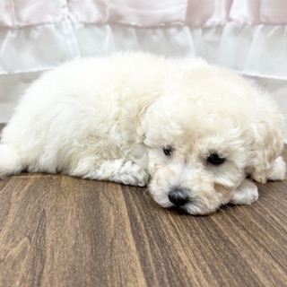 兵庫県のトイプードル(トイ) (犬の家＆猫の里カナート西神戸店/2025年6月15日生まれ/男の子/ホワイト)の子犬の3枚目の画像