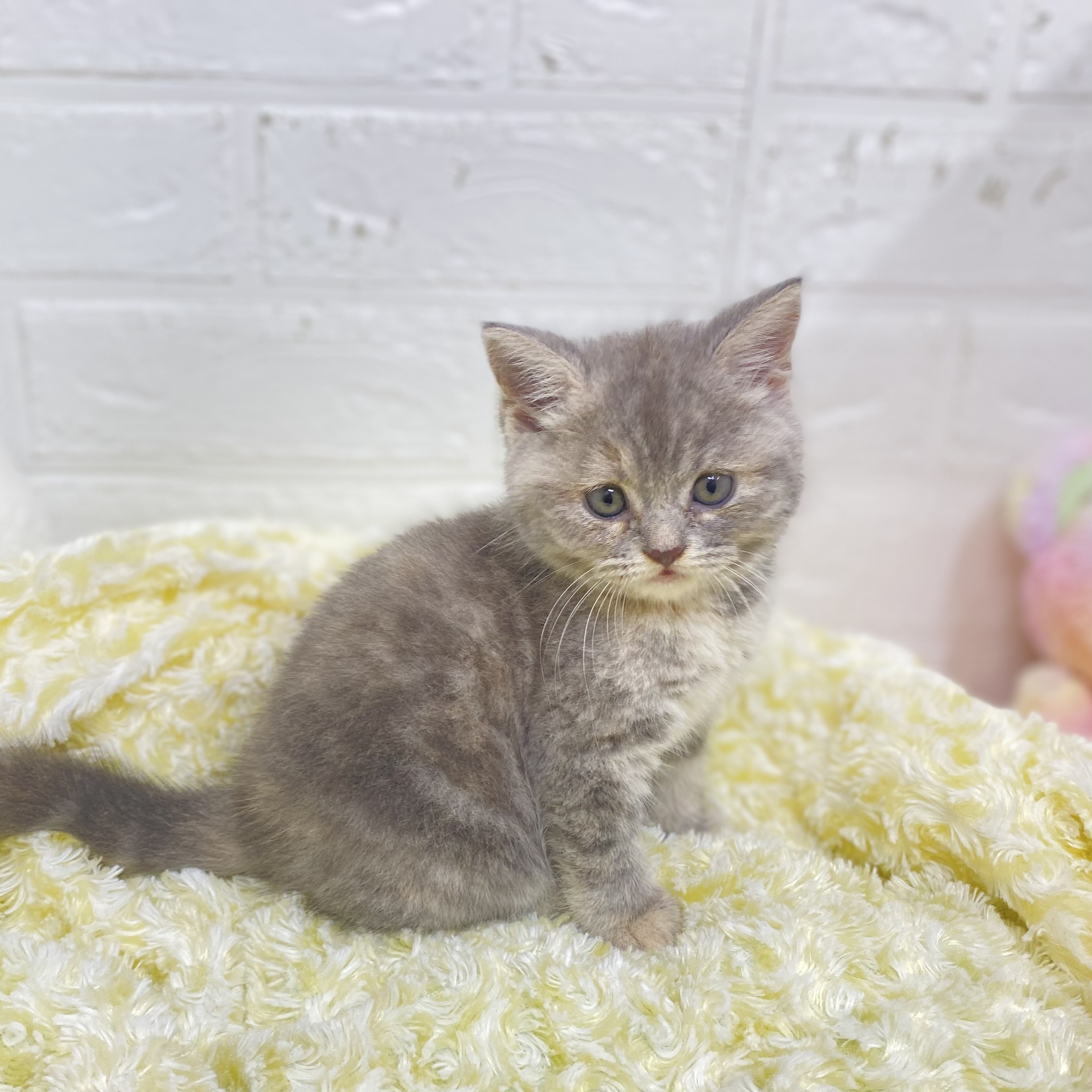 長野県のスコティッシュフォールド (犬の家＆猫の里長野店/2025年6月17日生まれ/女の子/ブルークリーム)の子猫の3枚目の画像