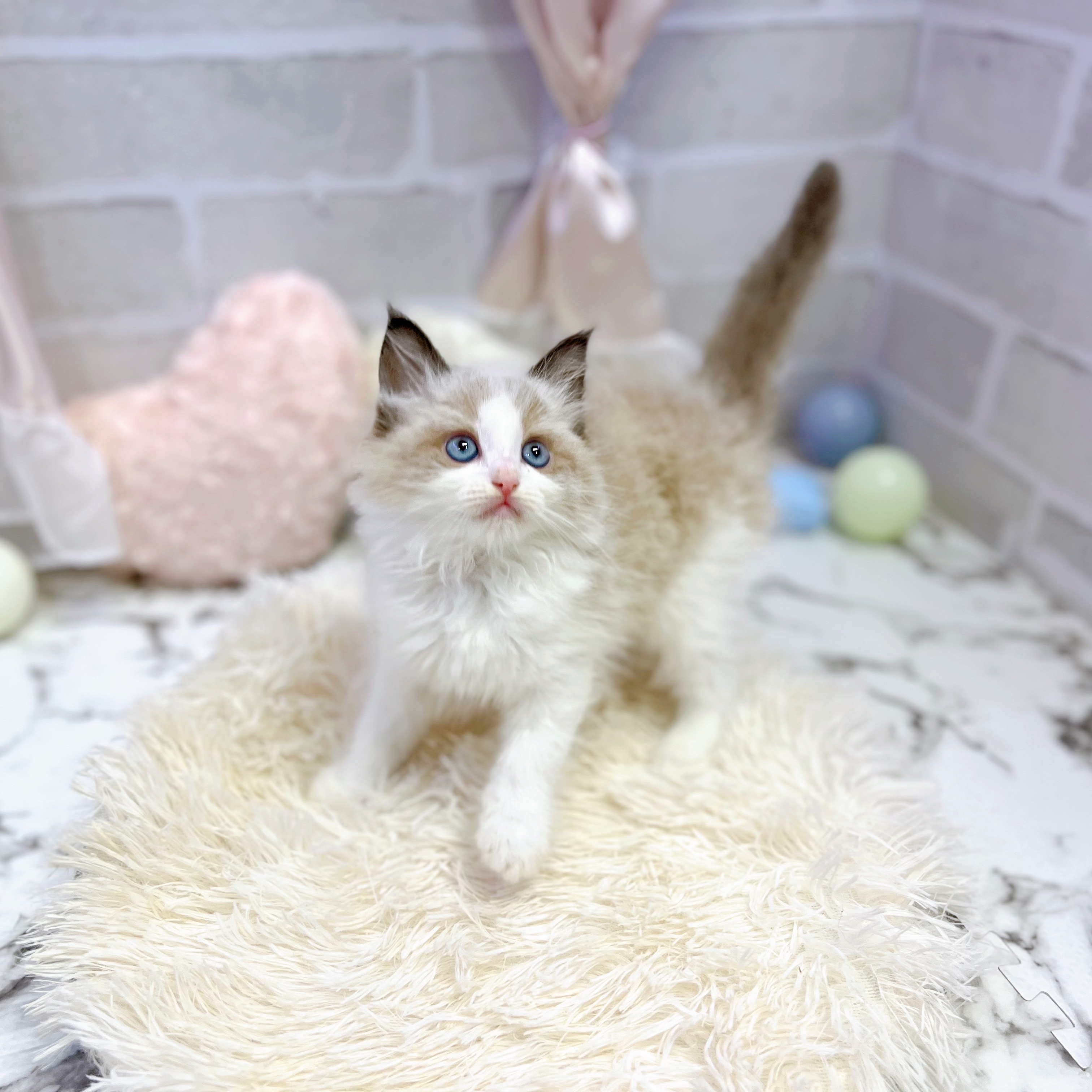 愛知県のラグドール (犬の家＆猫の里岡崎店/2025年6月17日生まれ/女の子/シールポイントバイカラー)の子猫の3枚目の画像