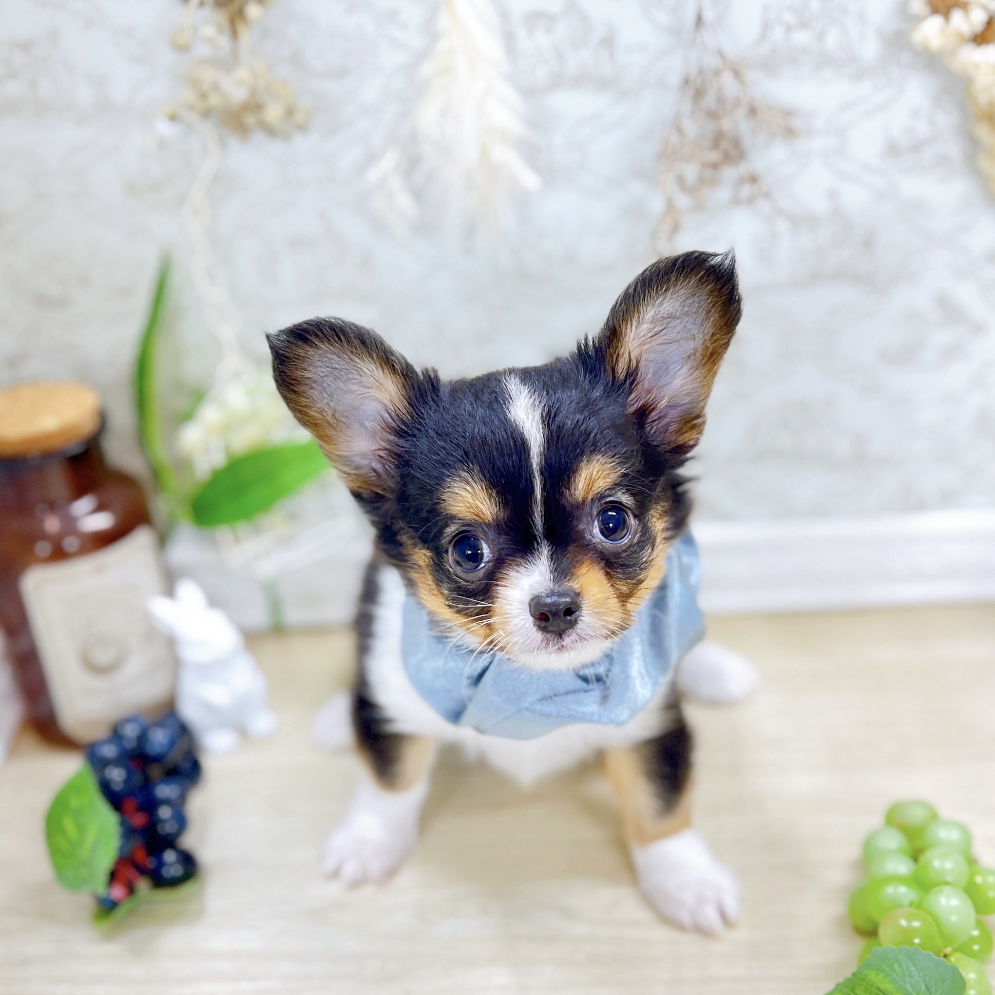 福井県のチワワ(ロング) (犬の家＆猫の里アミーゴ福井大和田店/2025年6月16日生まれ/男の子/ブラックタンホワイト)の子犬の3枚目の画像