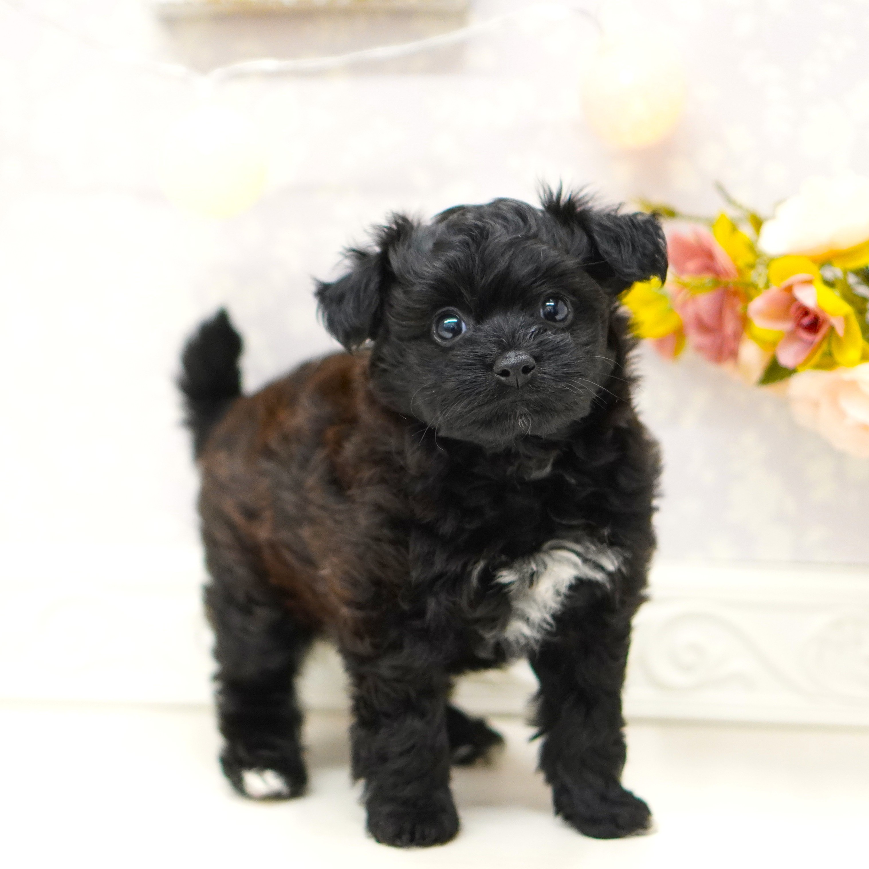 富山県のパピプー(パピヨン×プードル) (犬の家＆猫の里アミーゴ山室店/2025年6月16日生まれ/女の子/ブラック)の子犬の3枚目の画像