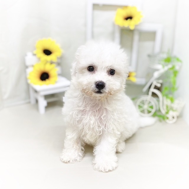 静岡県のビションフリーゼ (犬の家＆猫の里藤枝店/2025年6月17日生まれ/女の子/ホワイト)の子犬の3枚目の画像
