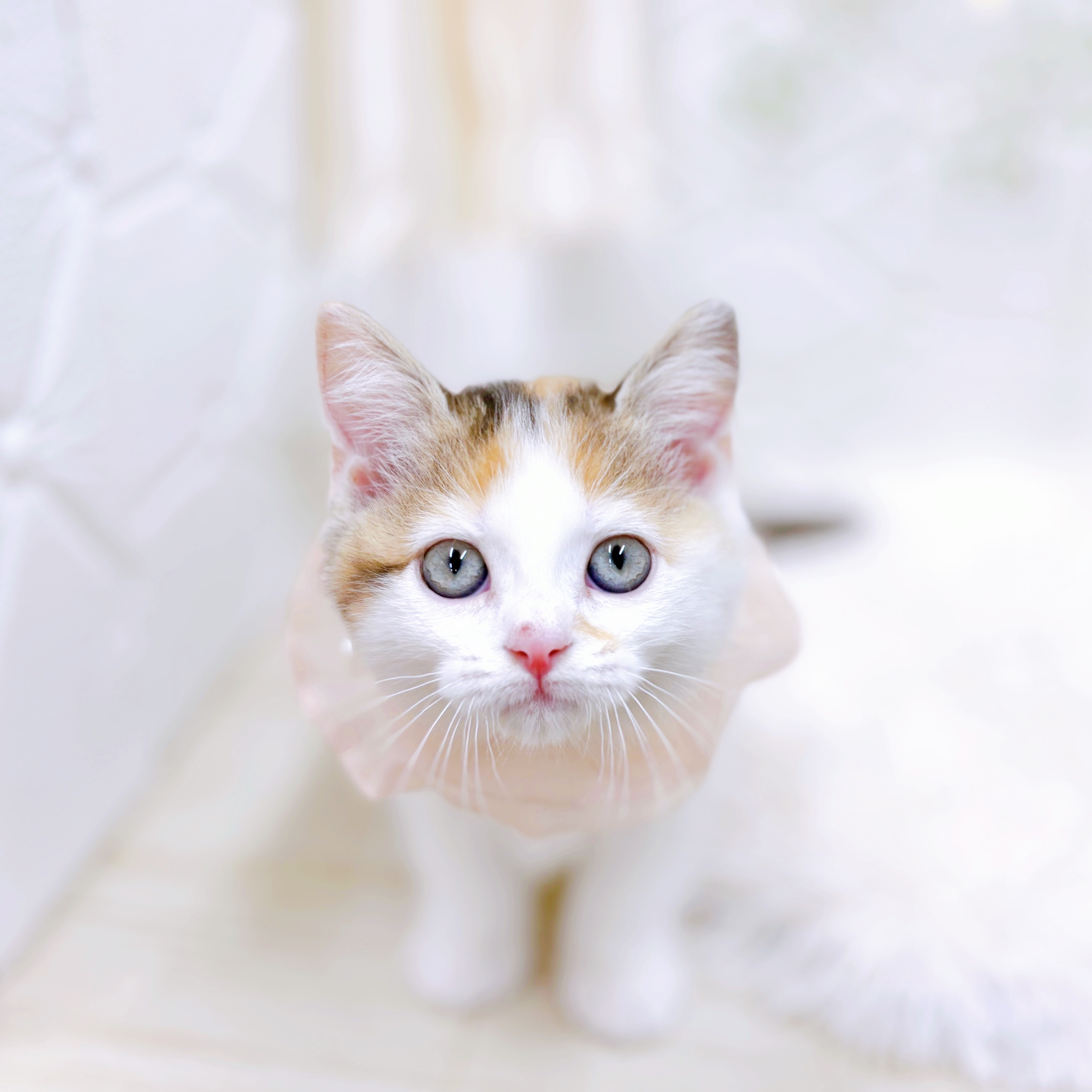 福井県のスコティッシュストレート (犬の家＆猫の里アミーゴ福井店/2025年6月15日生まれ/女の子/キャリコ)の子猫の3枚目の画像