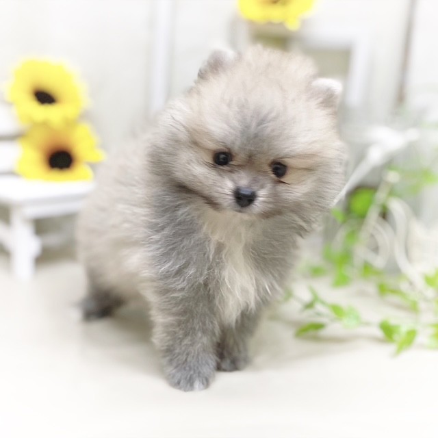 静岡県のポメラニアン (犬の家＆猫の里藤枝店/2025年6月16日生まれ/男の子/ウルフセーブル)の子犬の3枚目の画像