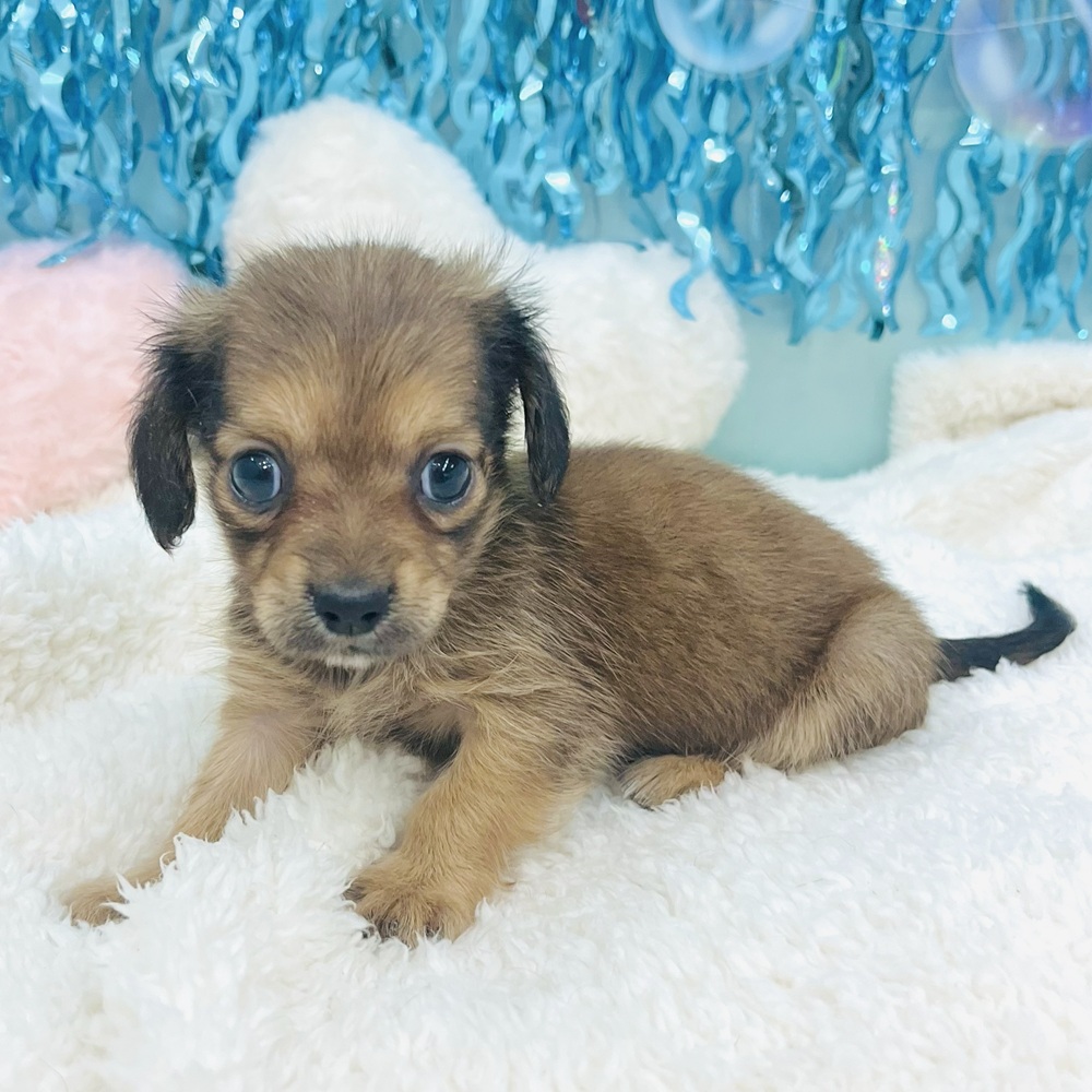 愛知県のチワックス(チワワ×ダックス) (犬の家＆猫の里エアポートウォーク店/2025年6月17日生まれ/女の子/レッド)の子犬の3枚目の画像