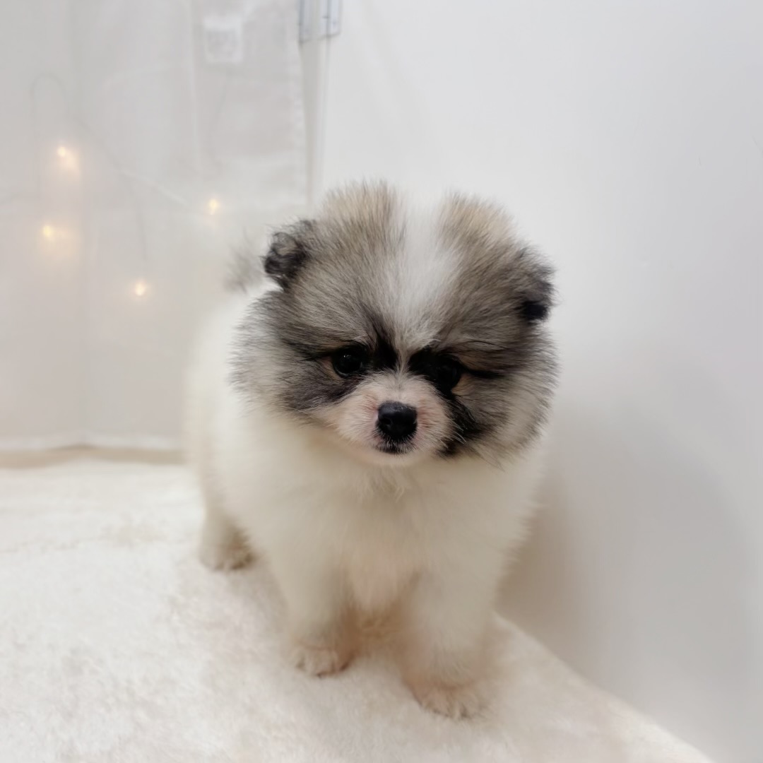 千葉県のポメラニアン (犬の家＆猫の里BIGHOPガーデンモール印西店/2025年6月15日生まれ/男の子/パーティーカラー)の子犬の3枚目の画像