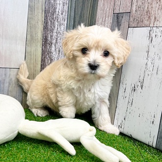 静岡県のマルプー(マルチーズ×プードル) (犬の家＆猫の里マークイズ静岡店/2025年6月16日生まれ/男の子/アプリコット)の子犬の3枚目の画像