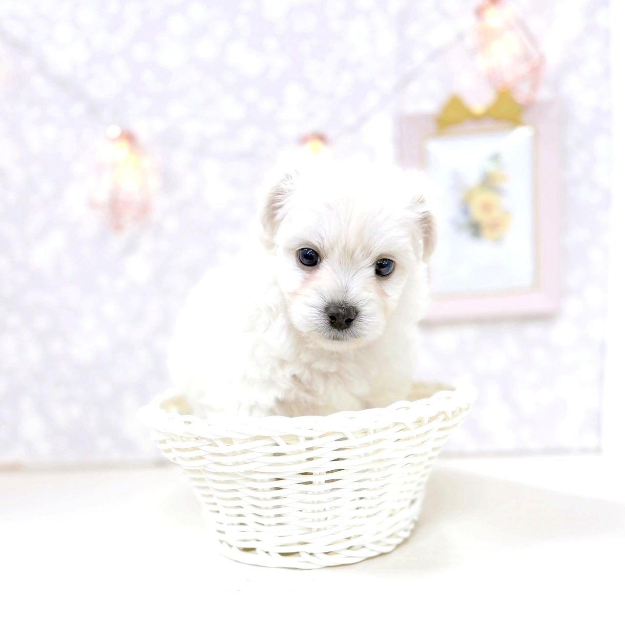 富山県のハーフ犬・ミックス犬 (犬の家＆猫の里アミーゴ高岡蓮花寺店/2025年6月14日生まれ/男の子/クリーム)の子犬の3枚目の画像