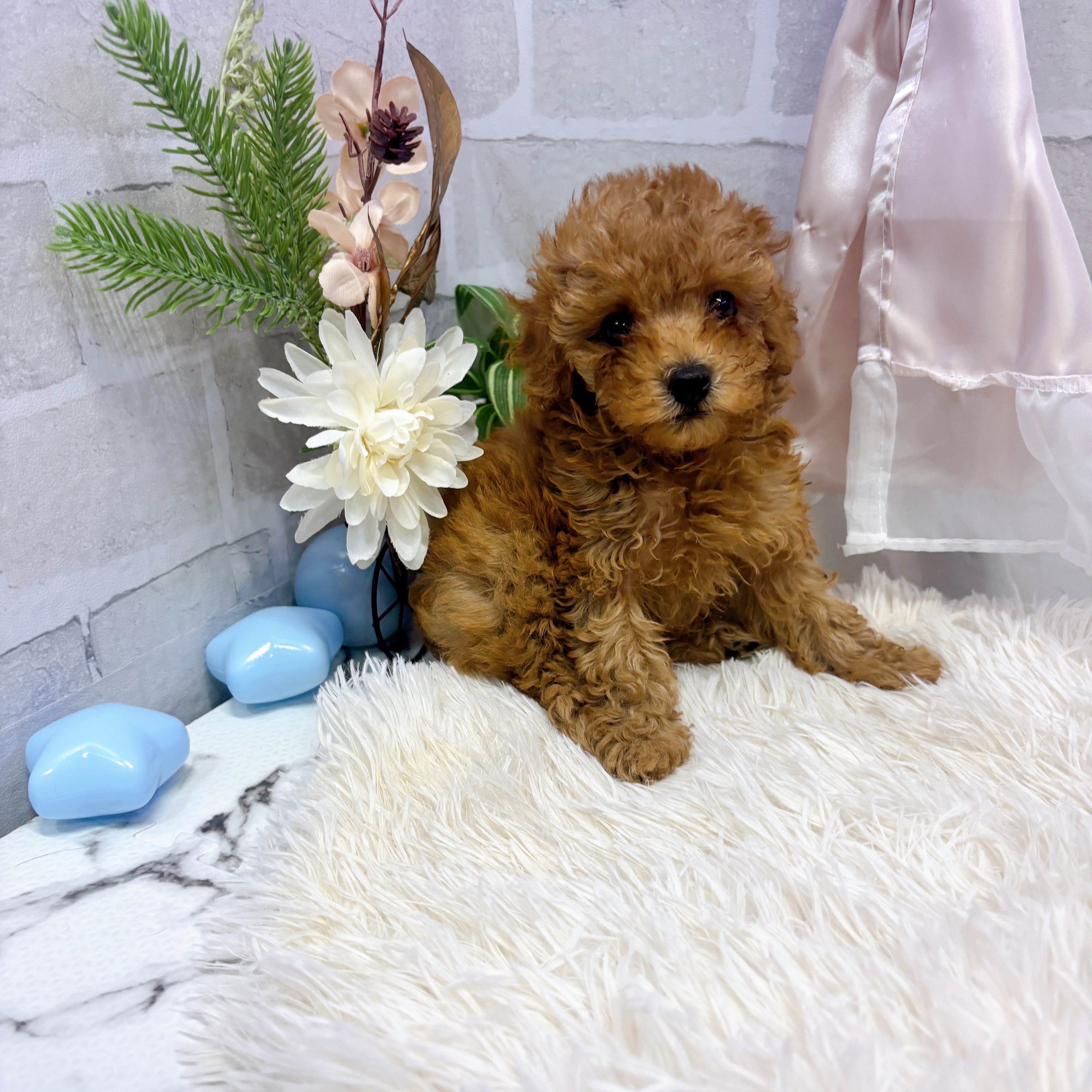 愛知県のタイニープードル (犬の家＆猫の里岡崎店/2025年6月16日生まれ/男の子/レッド)の子犬の3枚目の画像