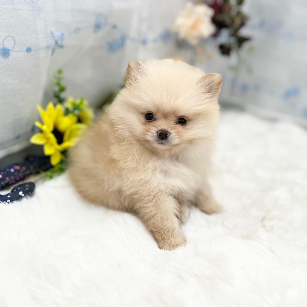 静岡県のポメラニアン (犬の家＆猫の里MEGAドン・キホーテ袋井店/2025年6月12日生まれ/男の子/クリーム)の子犬の3枚目の画像