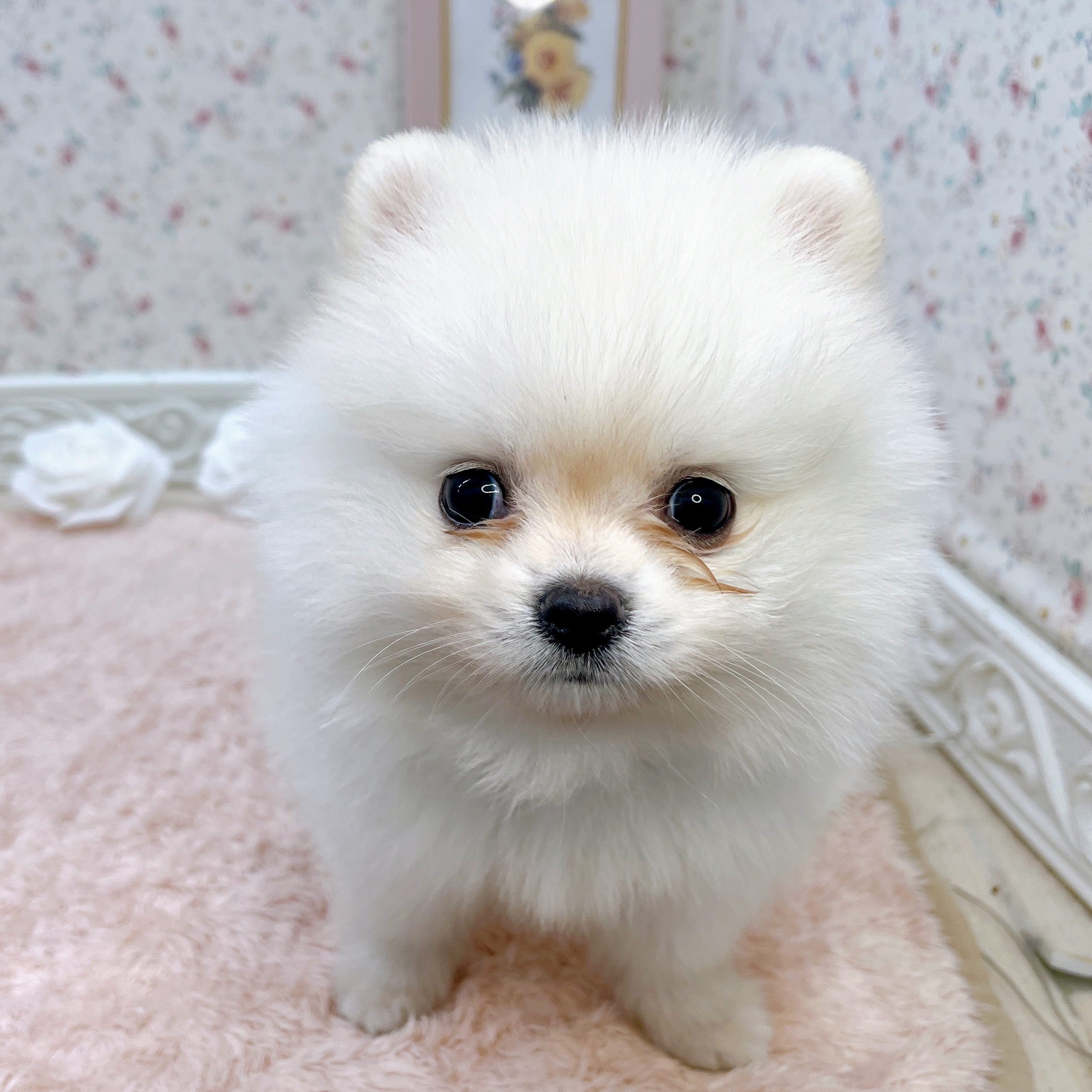 石川県のポメラニアン (犬の家＆猫の里アミーゴ金沢有松店/2025年6月16日生まれ/男の子/ホワイト)の子犬の3枚目の画像